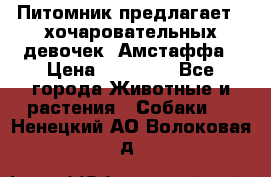 Питомник предлагает 2-хочаровательных девочек  Амстаффа › Цена ­ 25 000 - Все города Животные и растения » Собаки   . Ненецкий АО,Волоковая д.